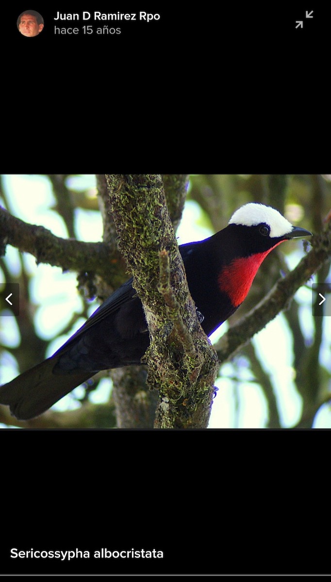 White-capped Tanager - ML619967490