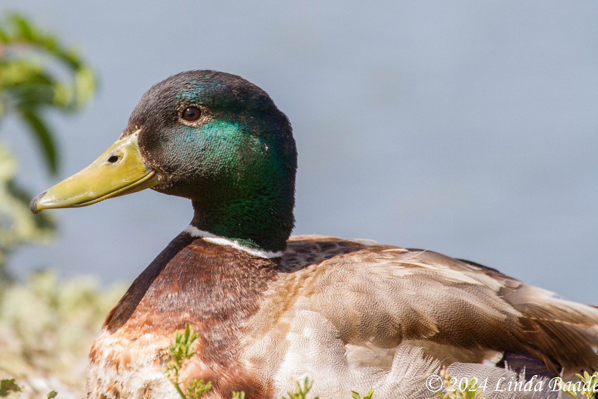 Canard colvert - ML619967496