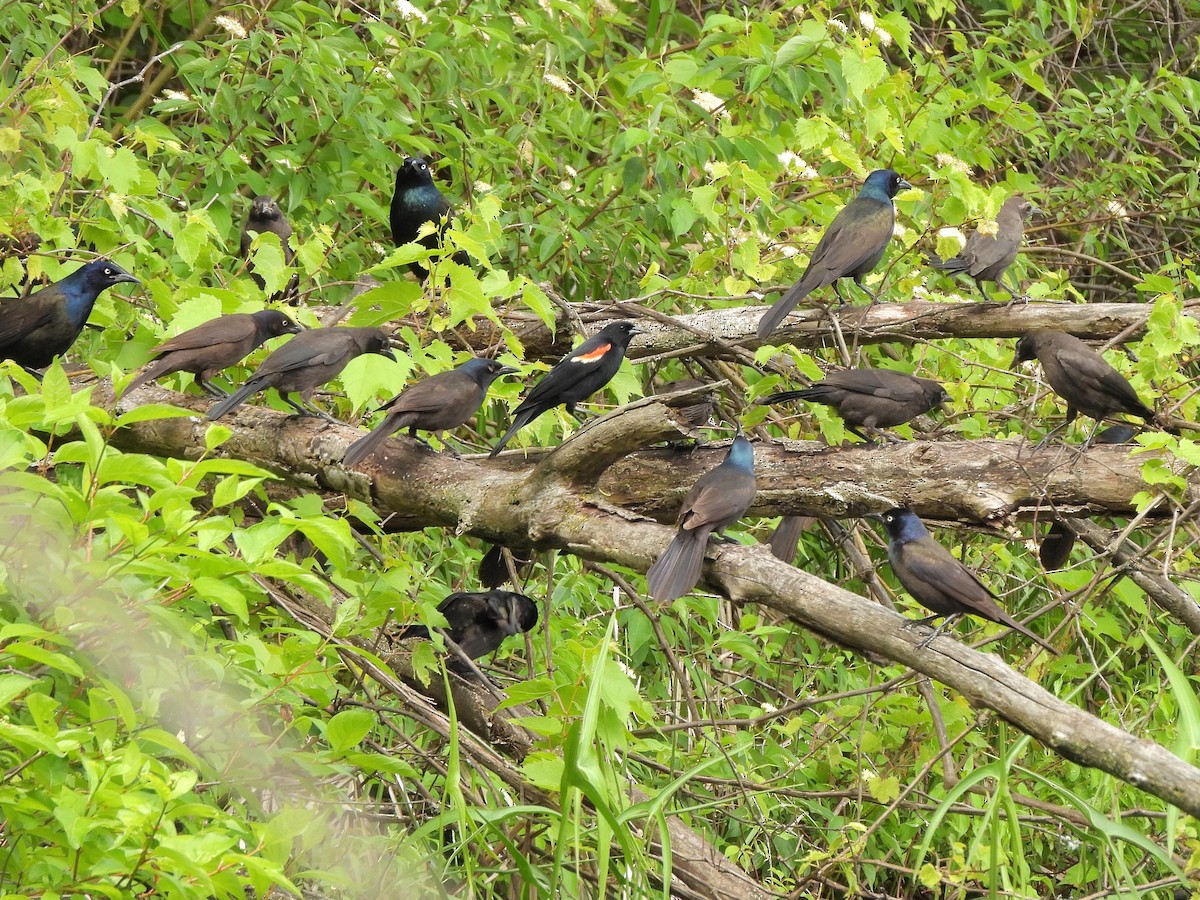 Common Grackle - ML619967500