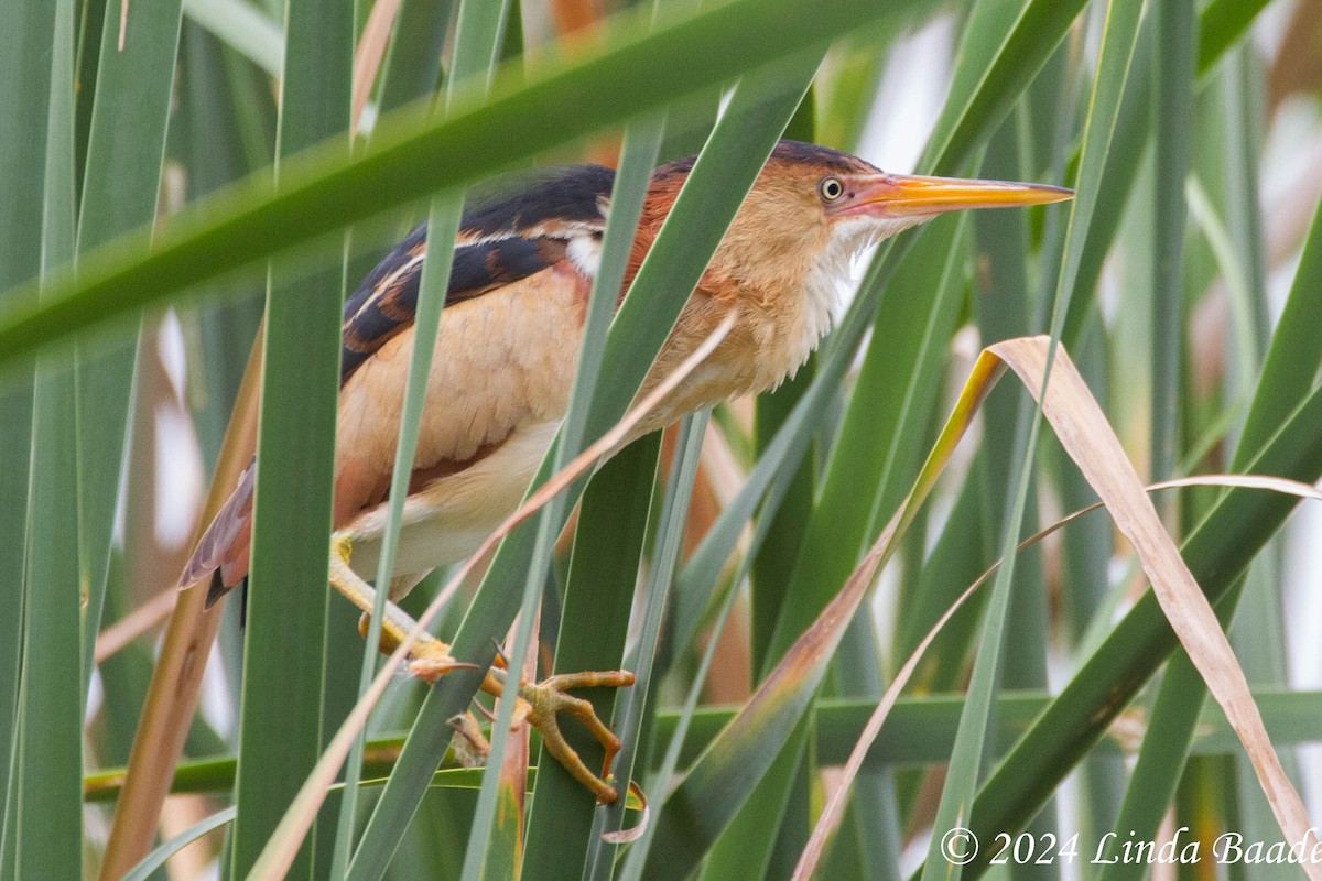 Least Bittern - ML619967509