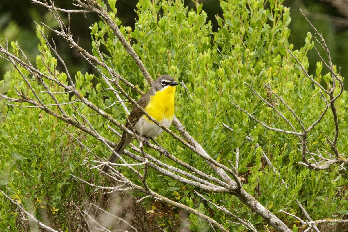 Yellow-breasted Chat - ML619967533