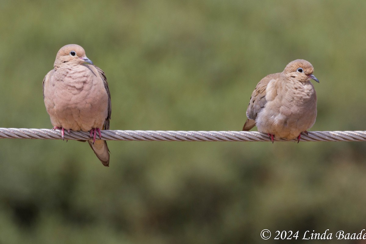 Mourning Dove - ML619967534