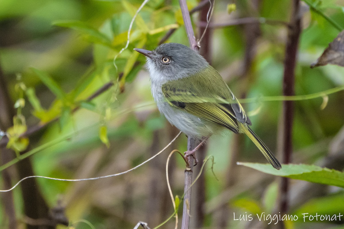 Pearly-vented Tody-Tyrant - ML619967544