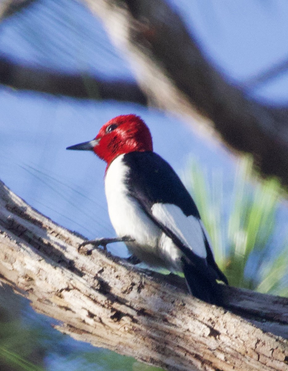 Pic à tête rouge - ML619967545