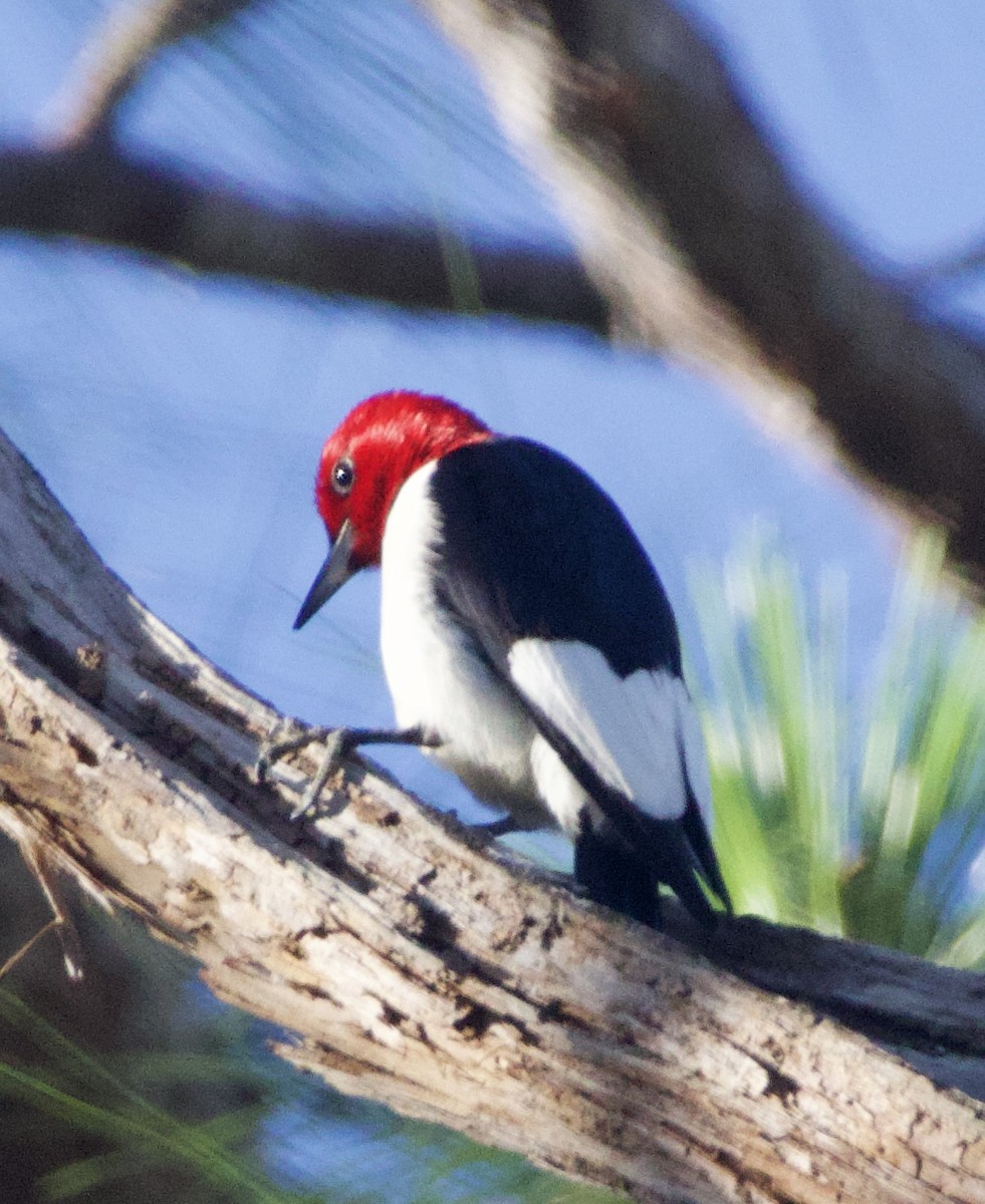 Red-headed Woodpecker - ML619967546