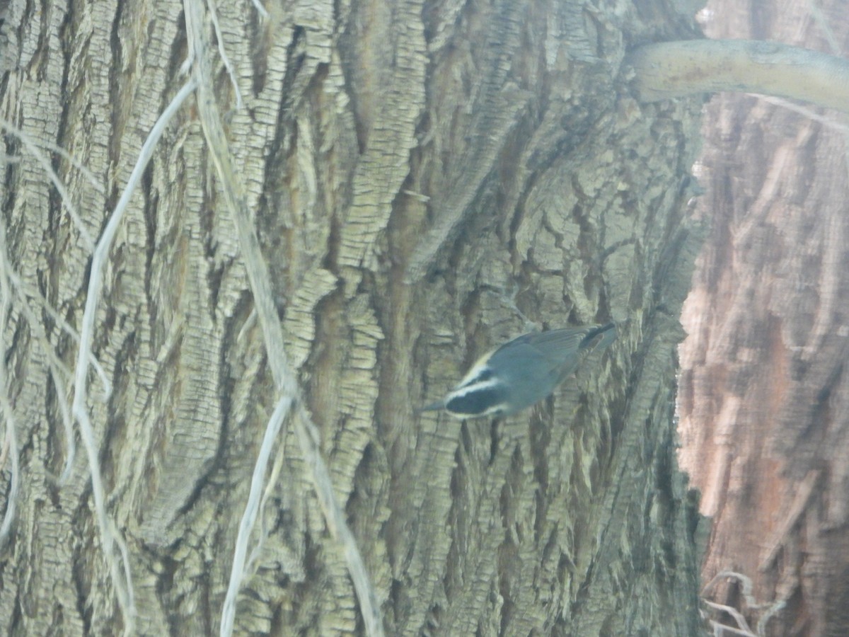 Red-breasted Nuthatch - ML619967573