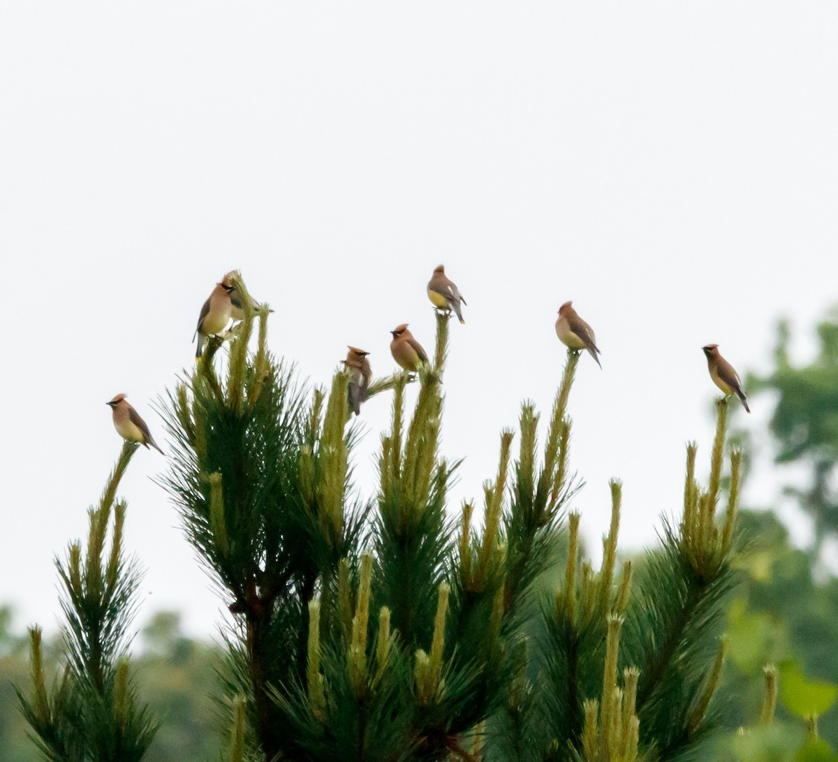 Cedar Waxwing - ML619967597