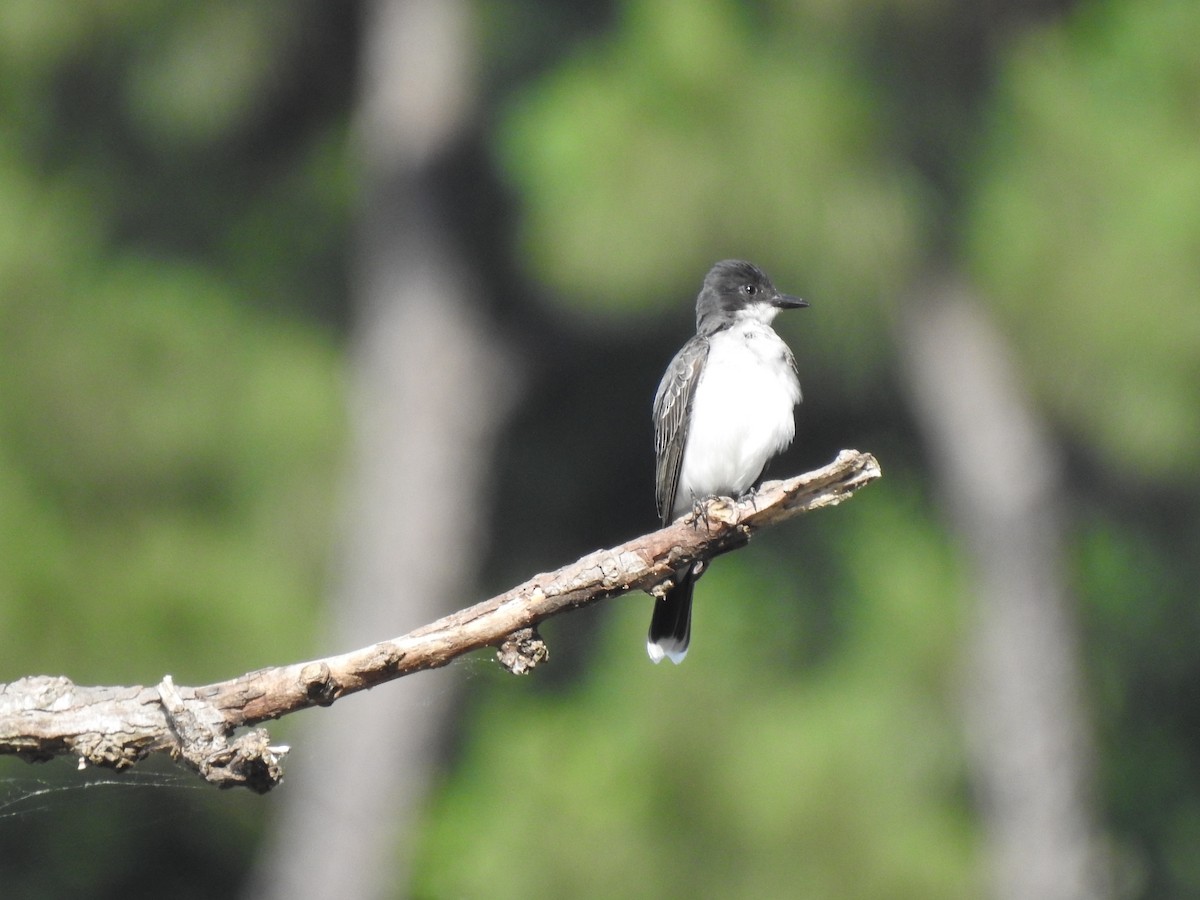 Eastern Kingbird - ML619967608