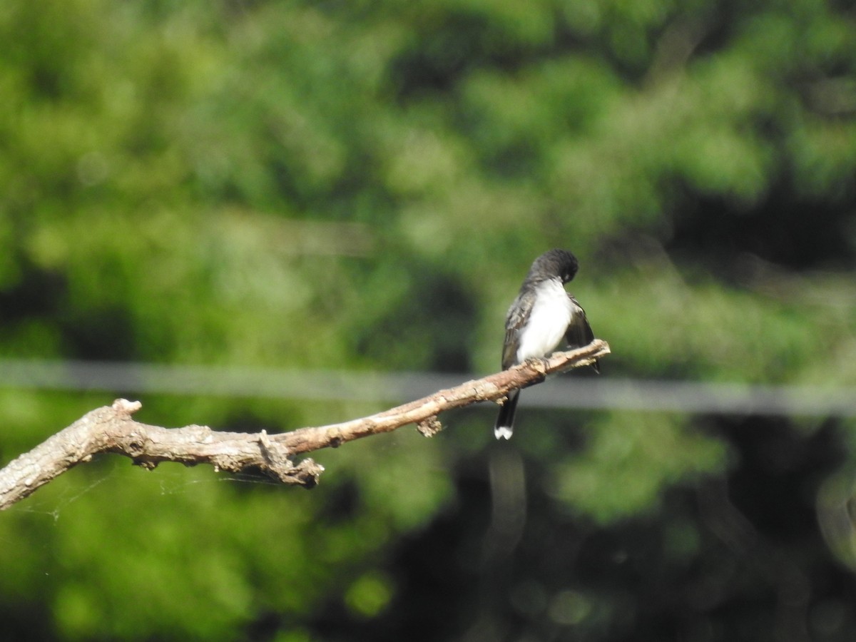 Eastern Kingbird - ML619967609