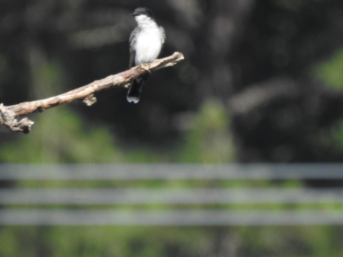 Eastern Kingbird - ML619967610