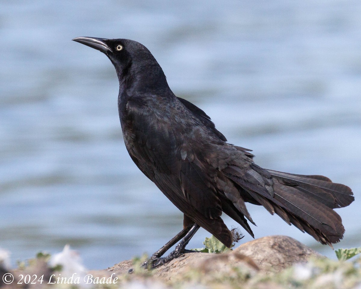 Great-tailed Grackle - ML619967612