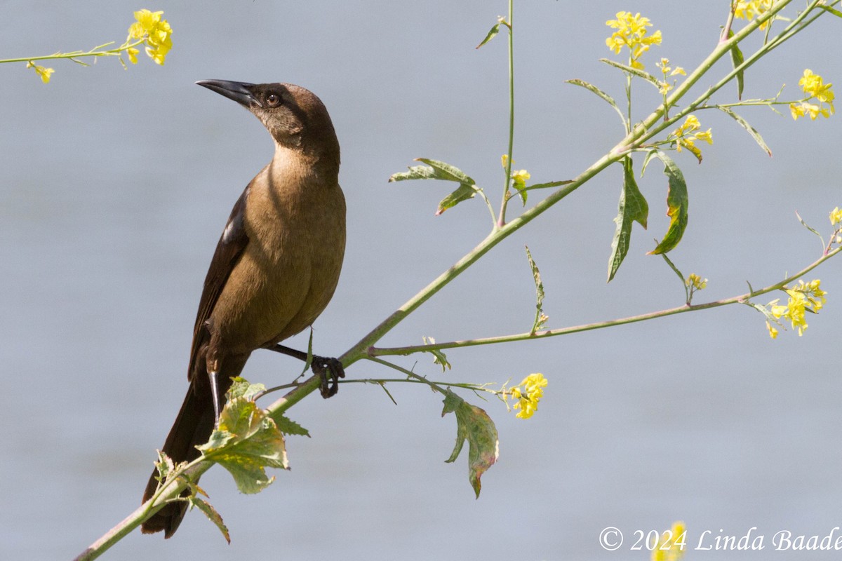 Great-tailed Grackle - ML619967627