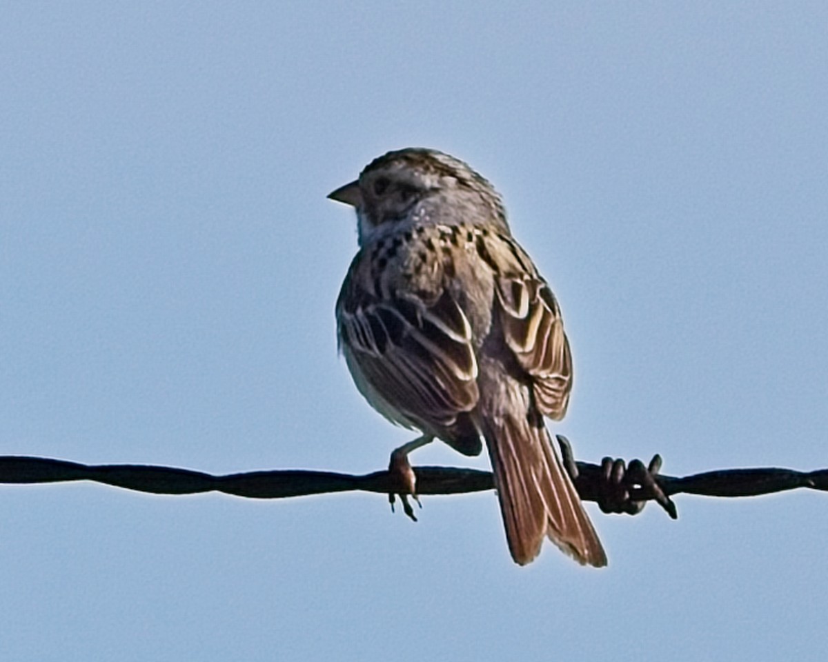 Clay-colored Sparrow - ML619967636