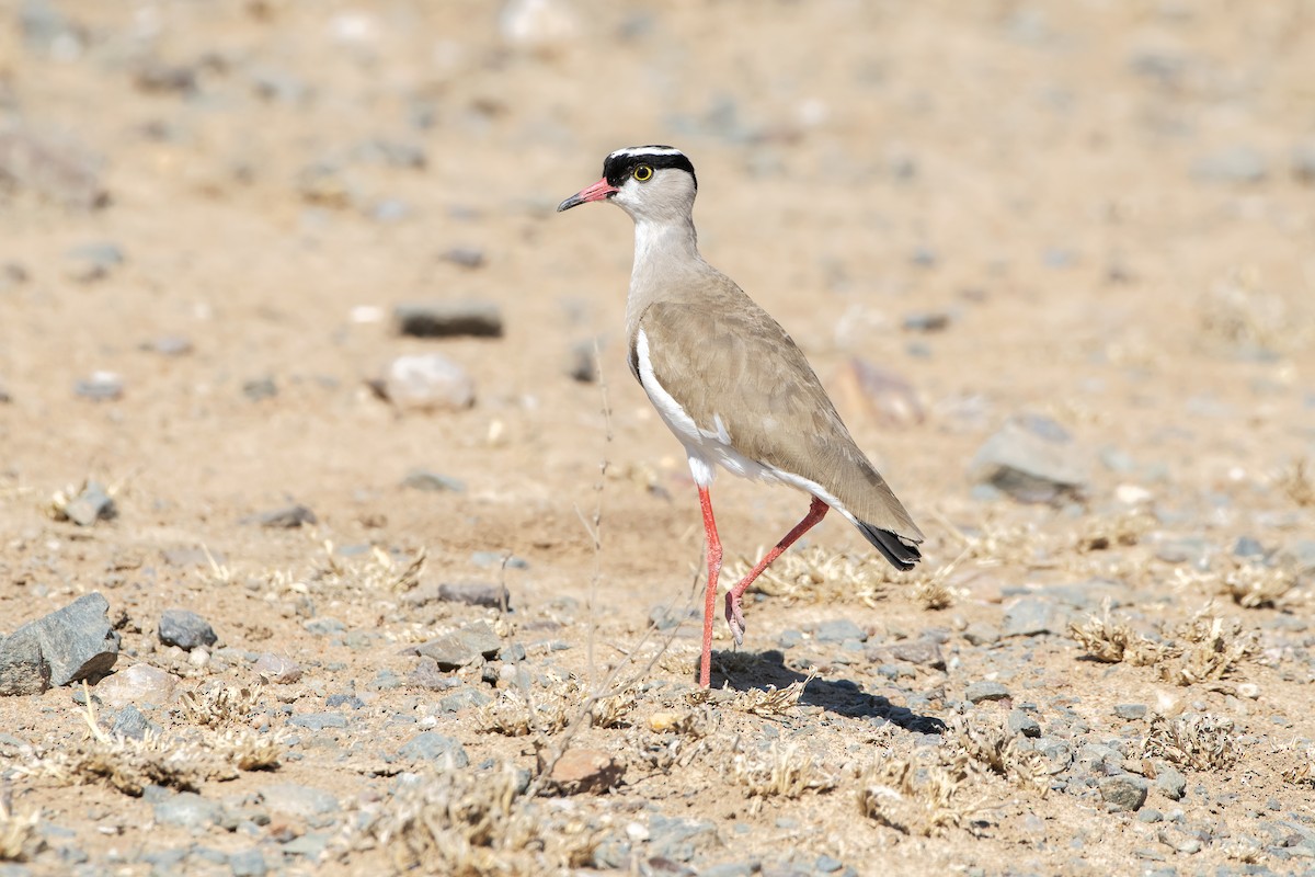 Crowned Lapwing - ML619967640