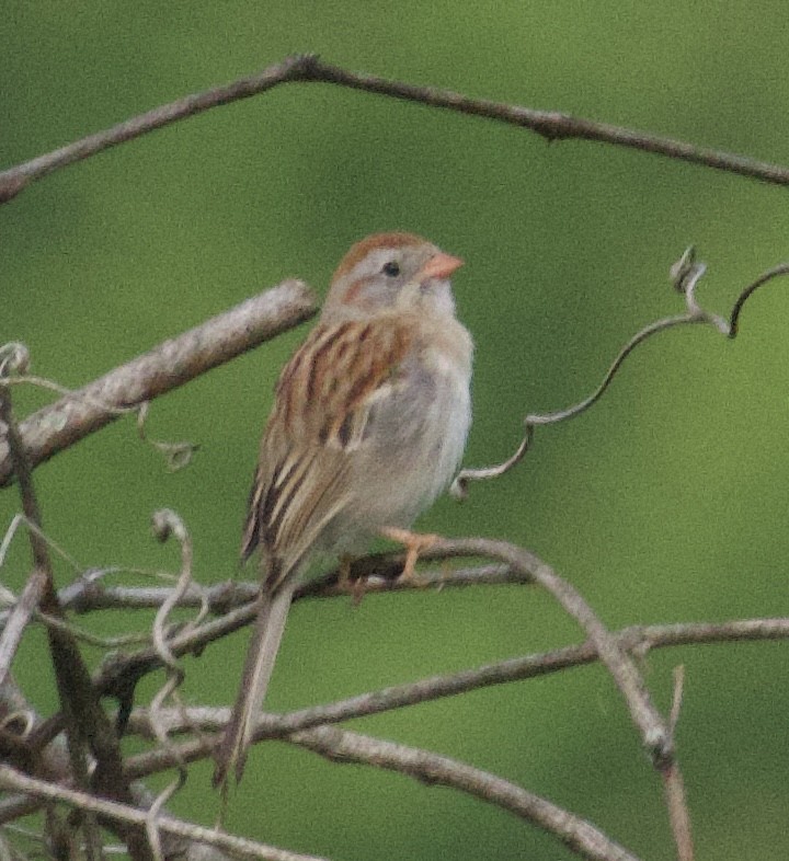 Field Sparrow - ML619967653