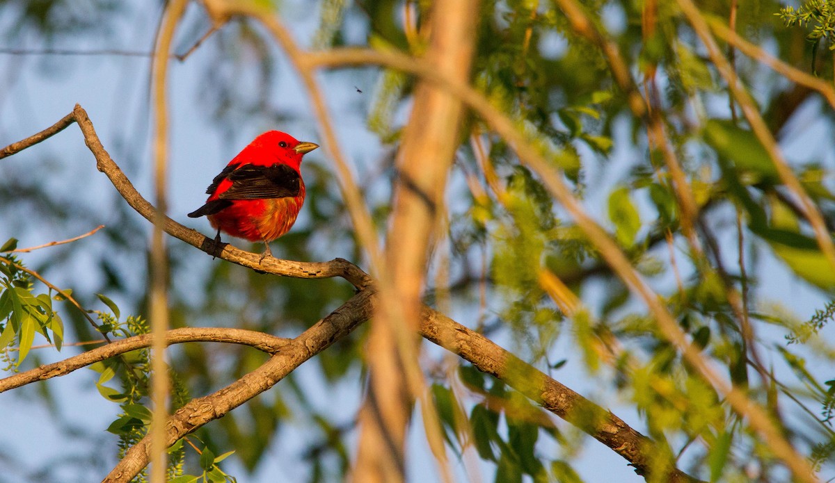 Scarlet Tanager - ML619967656