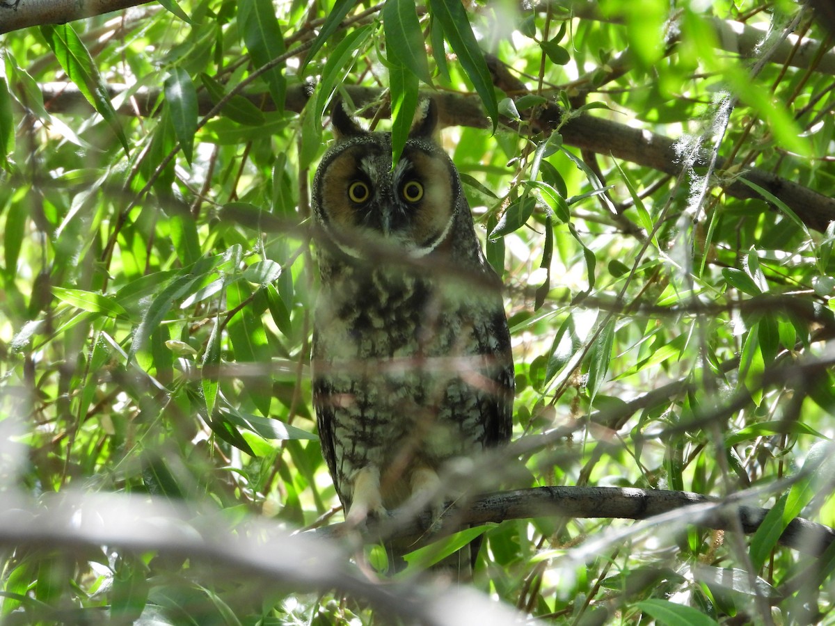 Long-eared Owl - ML619967657