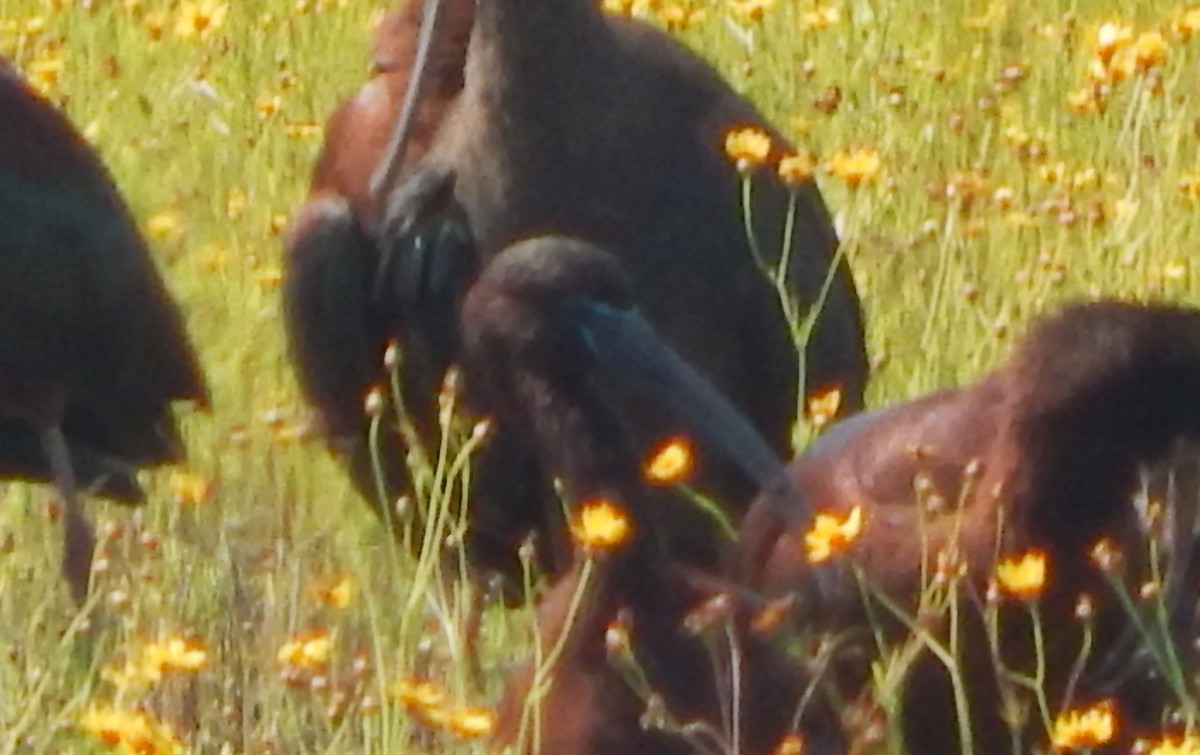 ibis hnědý - ML619967664