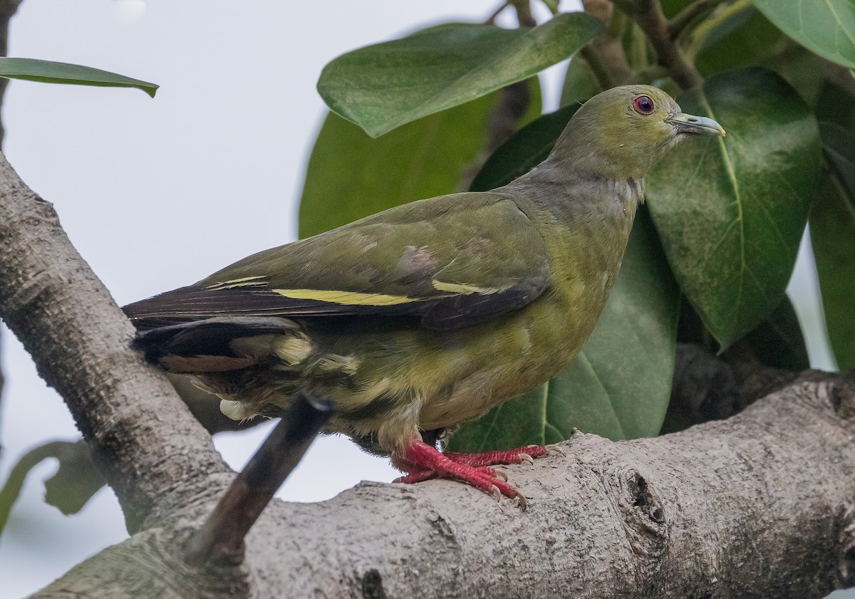 Pink-necked Green-Pigeon - ML619967665