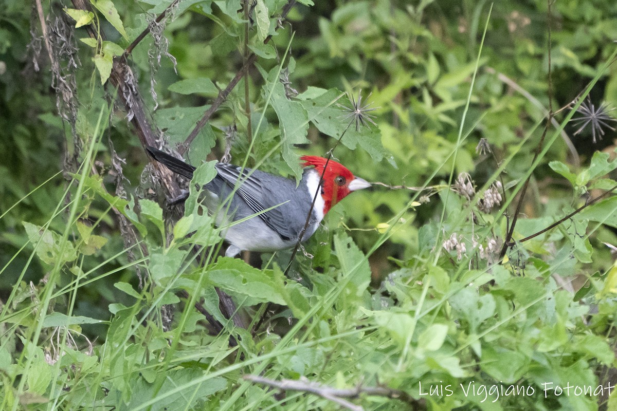 Red-crested Cardinal - ML619967670