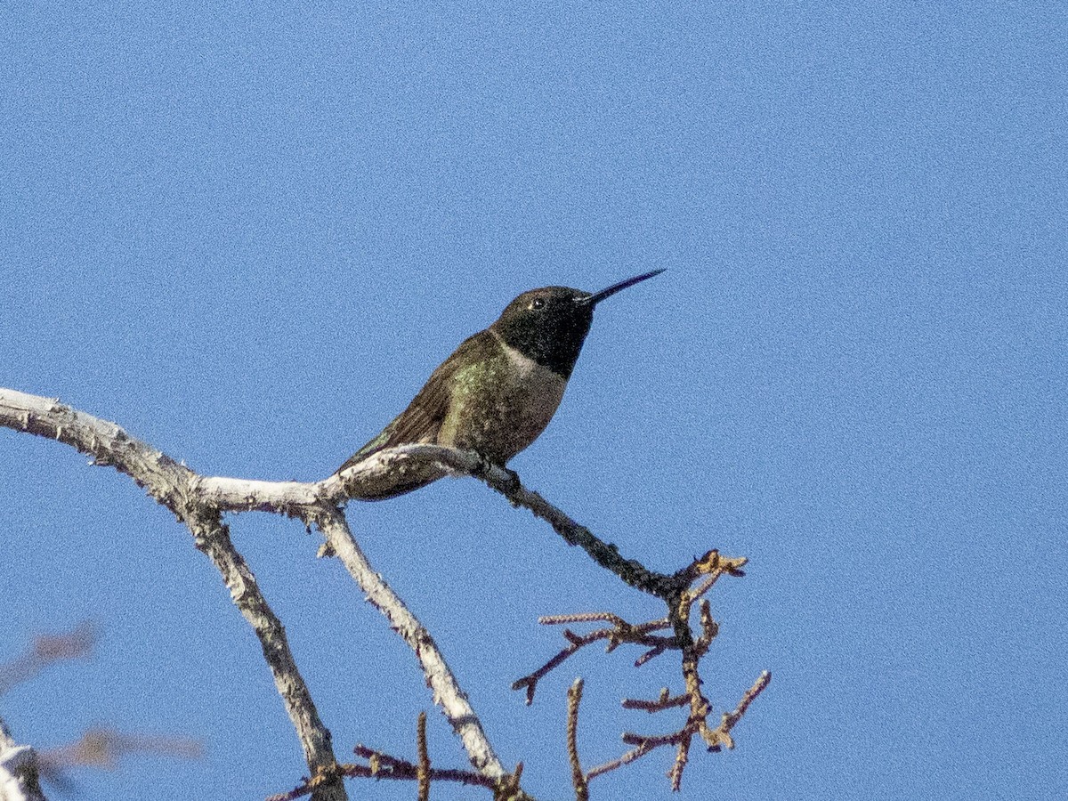 Black-chinned Hummingbird - ML619967690