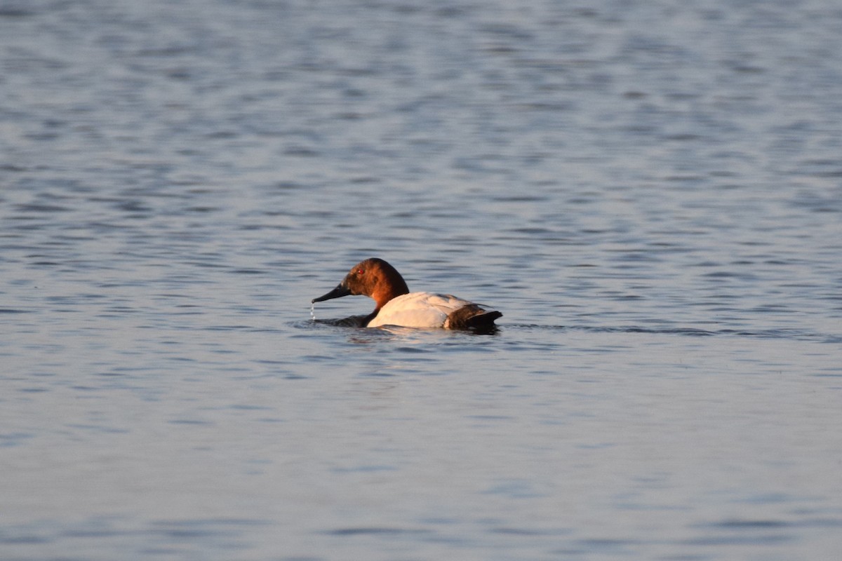 Canvasback - ML619967691