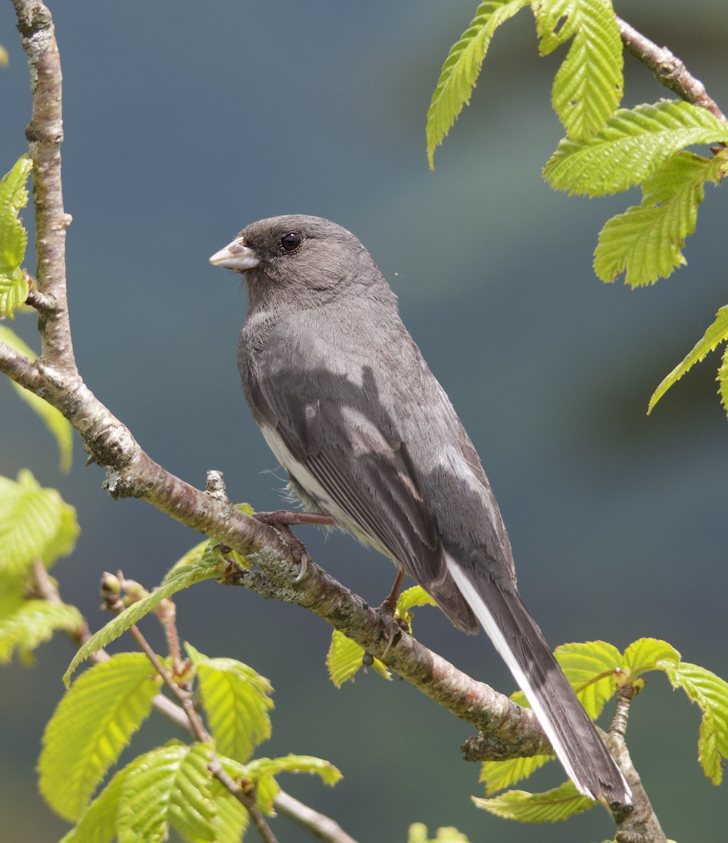 Dark-eyed Junco - ML619967700