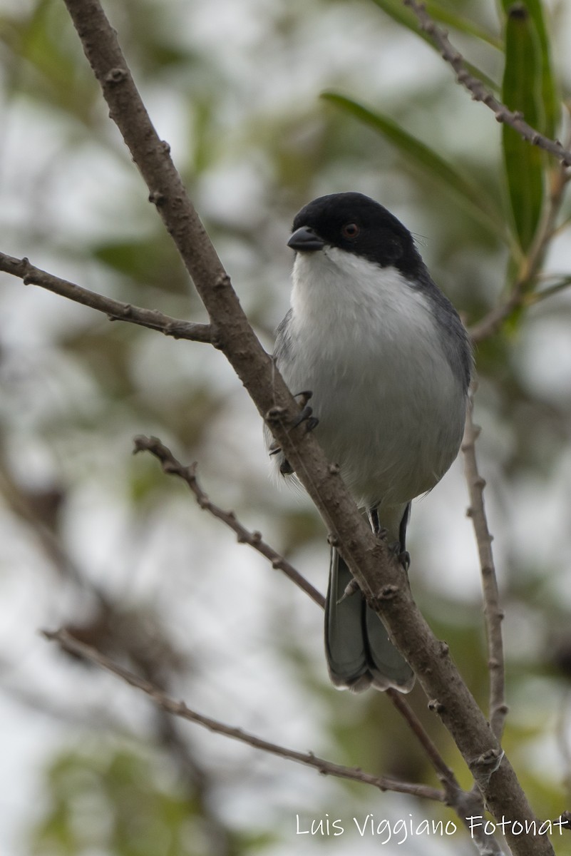 Black-capped Warbling Finch - ML619967705