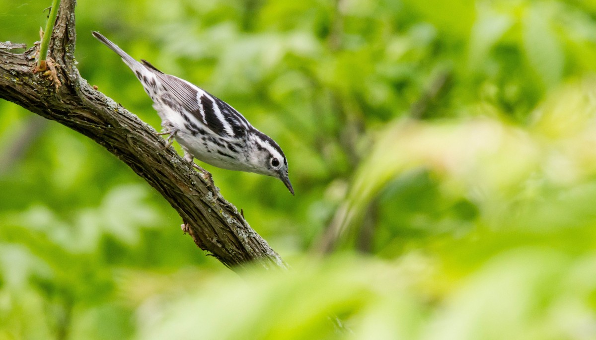 Black-and-white Warbler - ML619967712