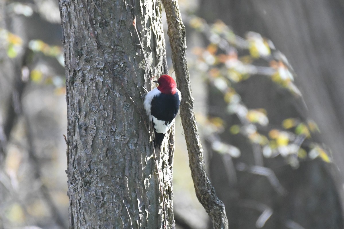 Red-headed Woodpecker - ML619967725