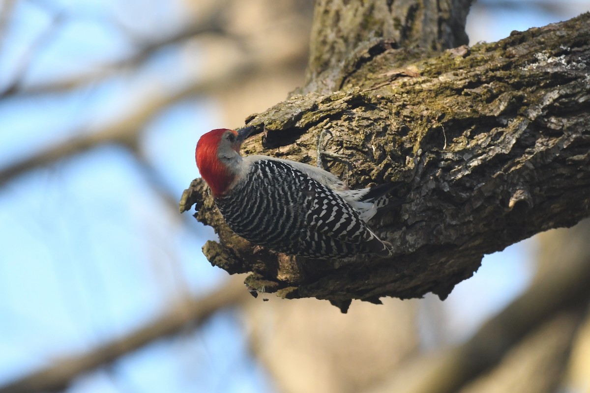 Red-bellied Woodpecker - ML619967731