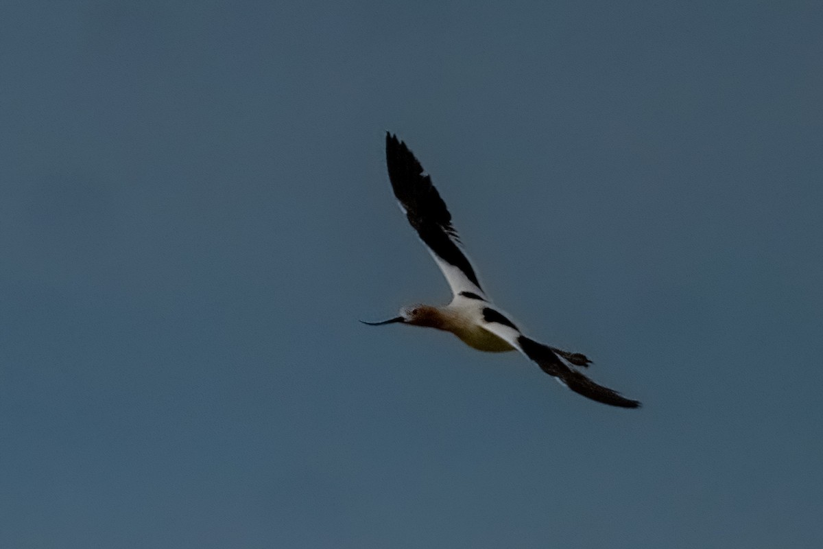 Avocette d'Amérique - ML619967733