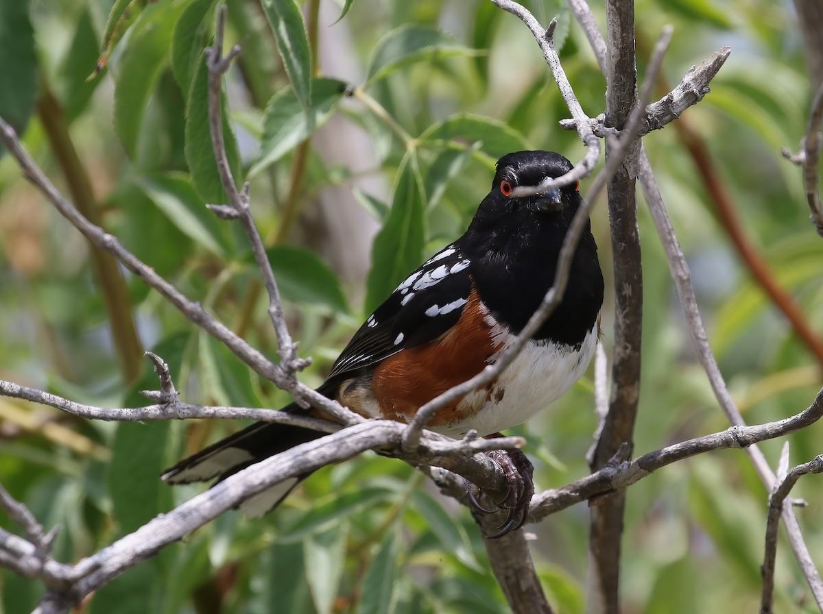 Spotted Towhee - ML619967745