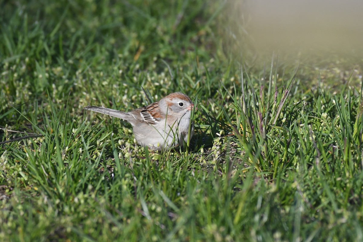 Field Sparrow - ML619967746