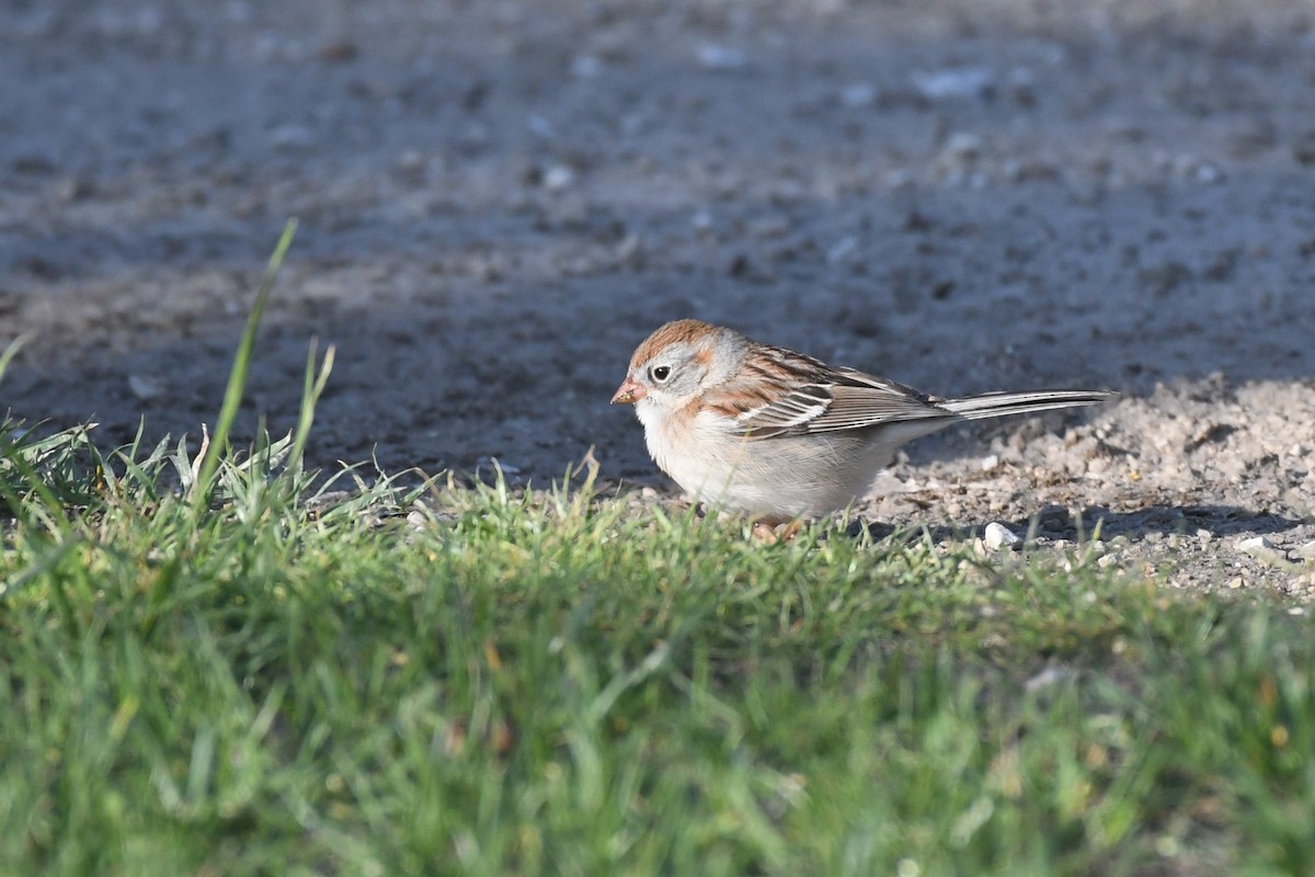 Field Sparrow - ML619967747