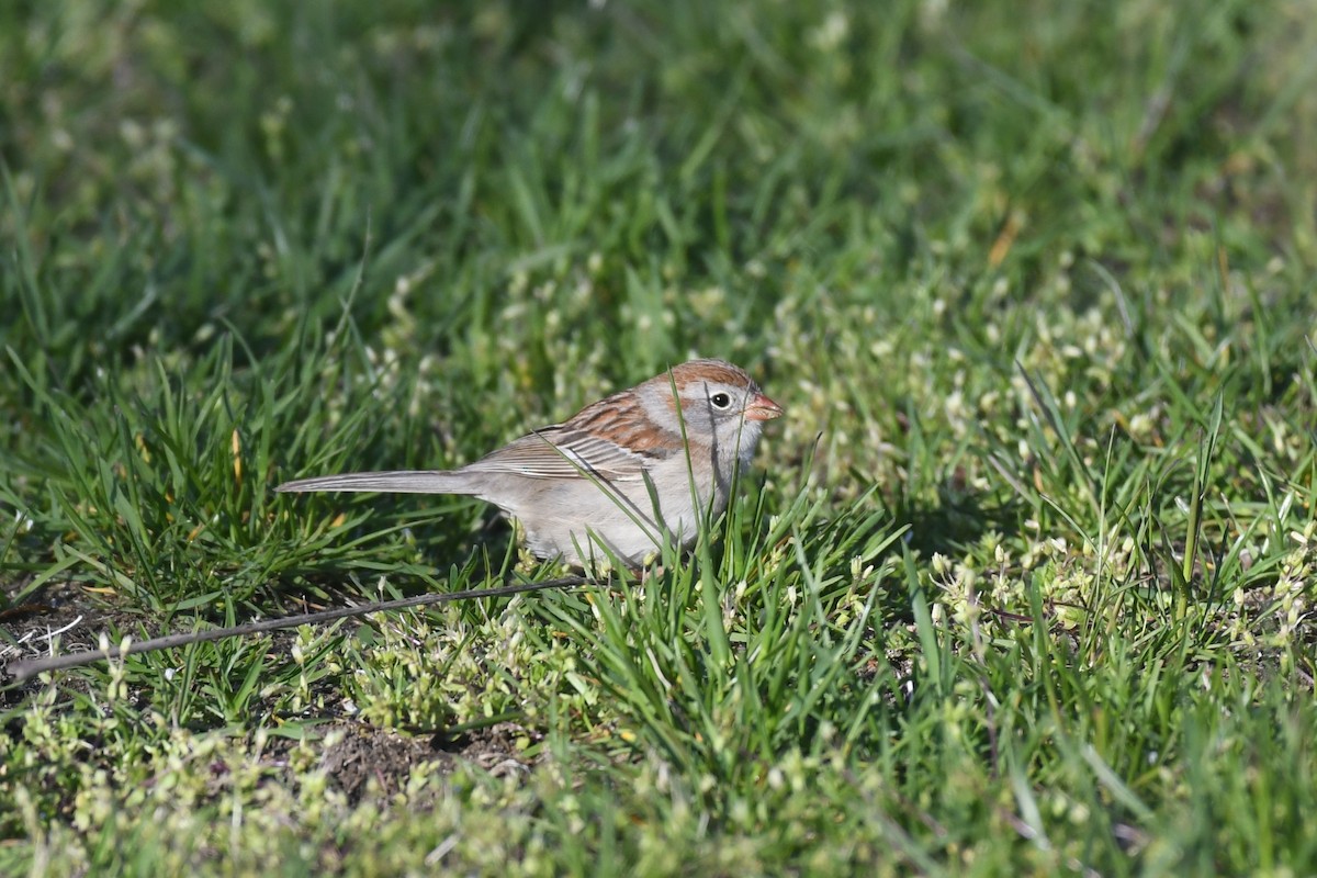 Field Sparrow - ML619967748