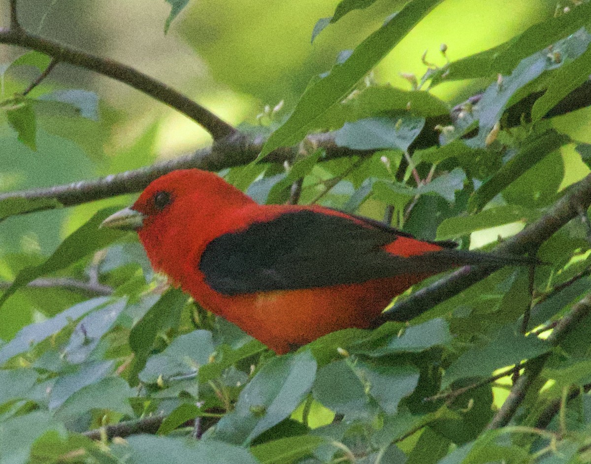 Scarlet Tanager - ML619967749
