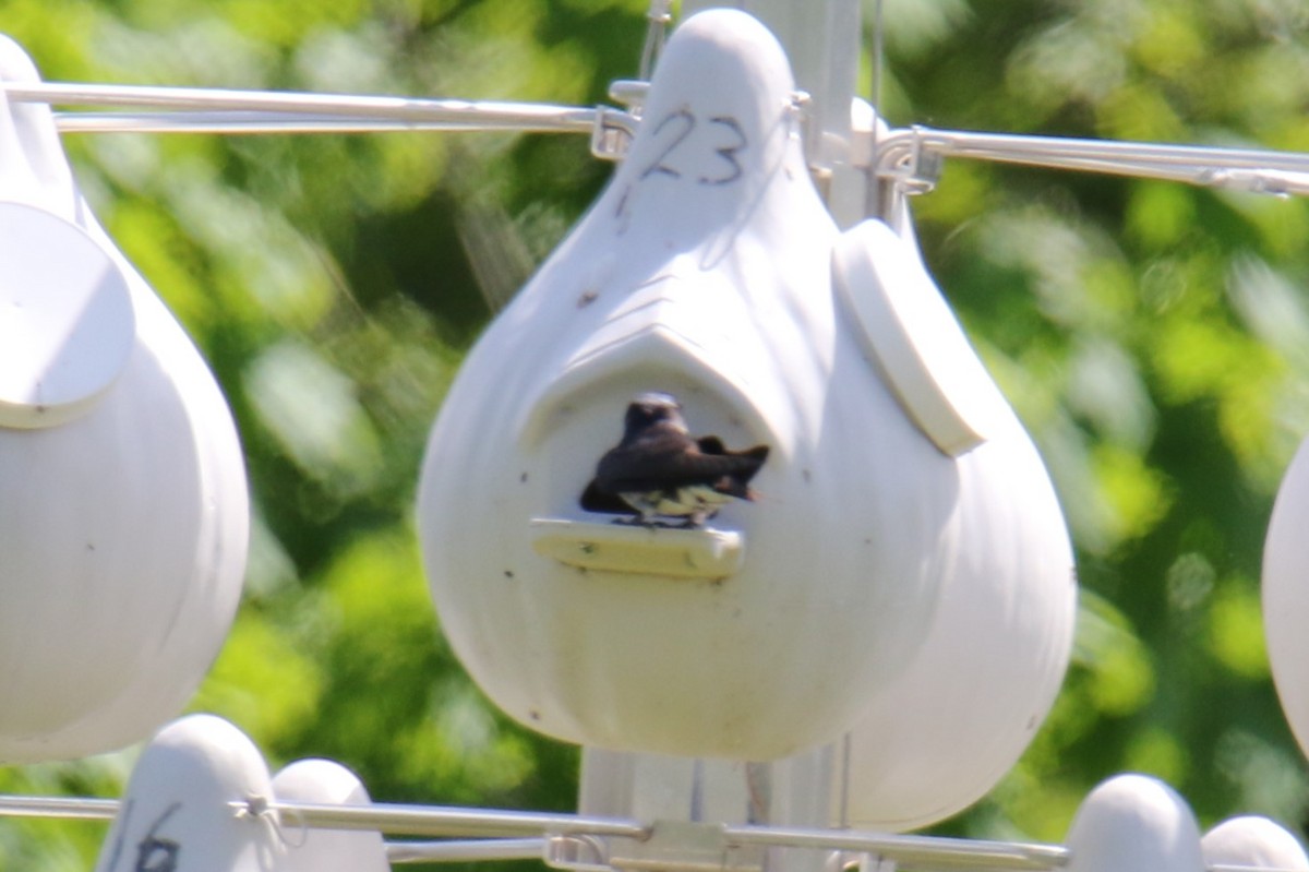 Purple Martin - ML619967751