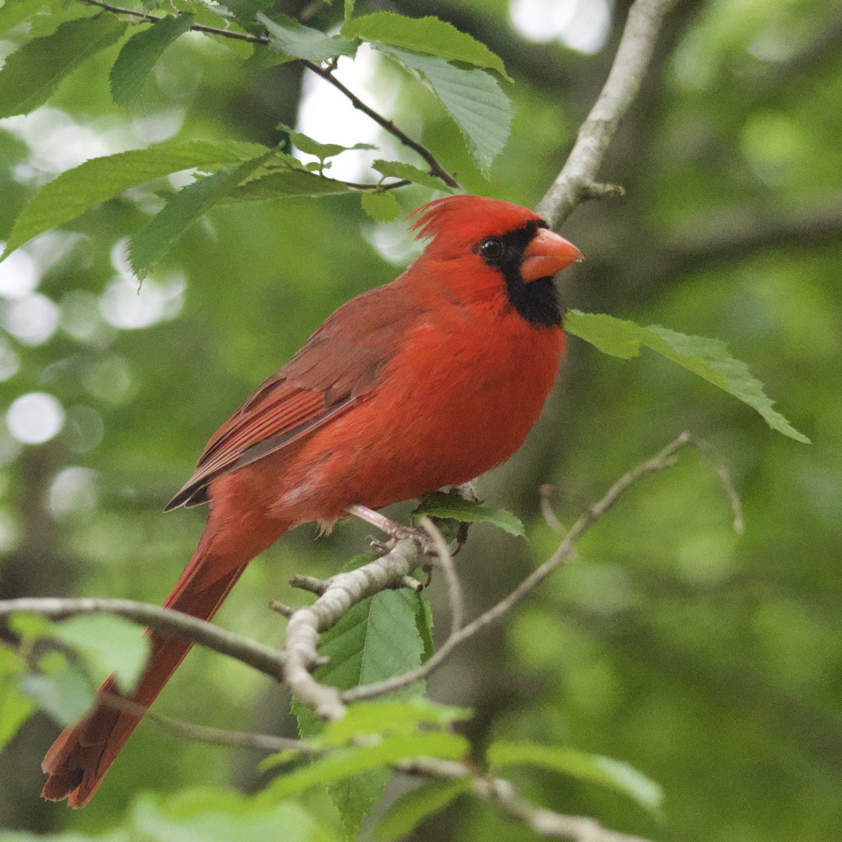 Northern Cardinal - ML619967760