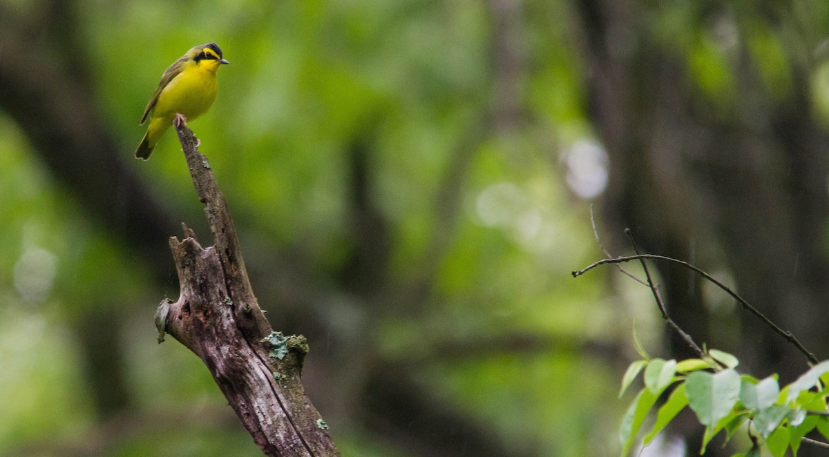 Kentucky Warbler - ML619967774