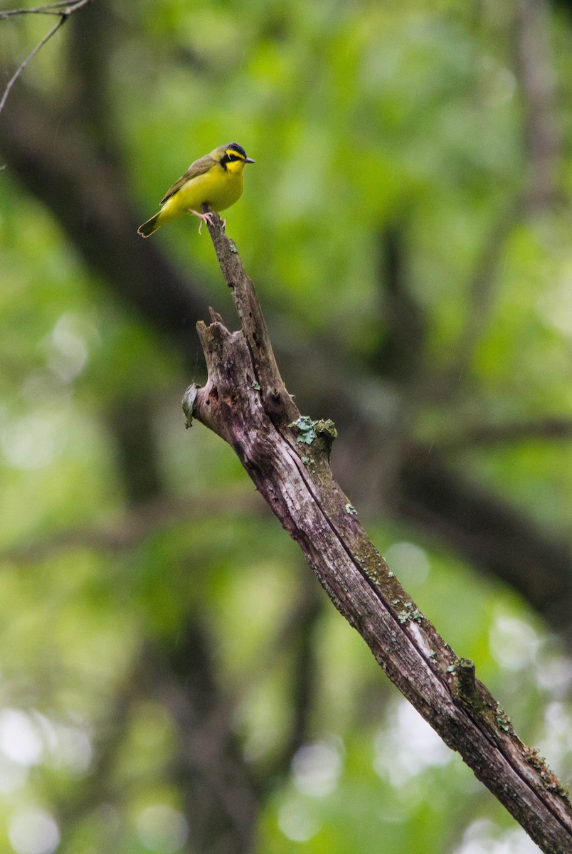 Kentucky Warbler - ML619967776