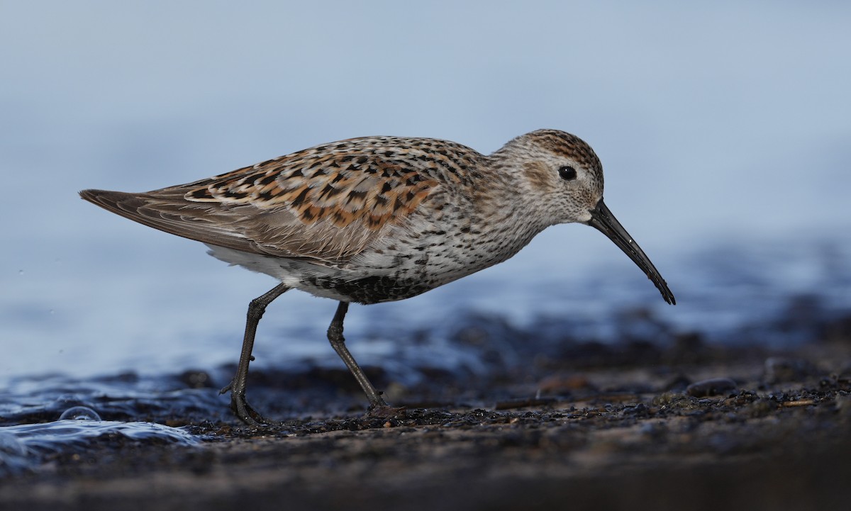 Dunlin - ML619967779