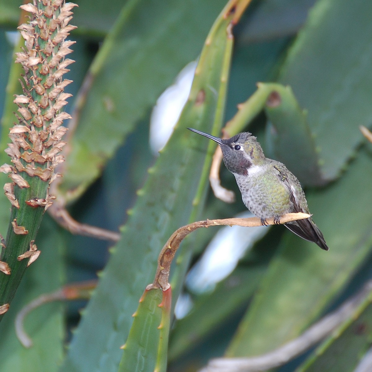 Anna's Hummingbird - ML619967786