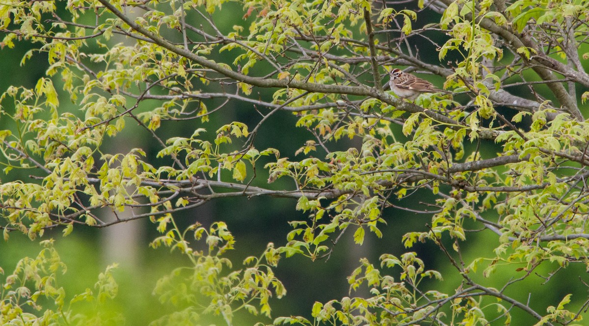 Lark Sparrow - Nathan Tea