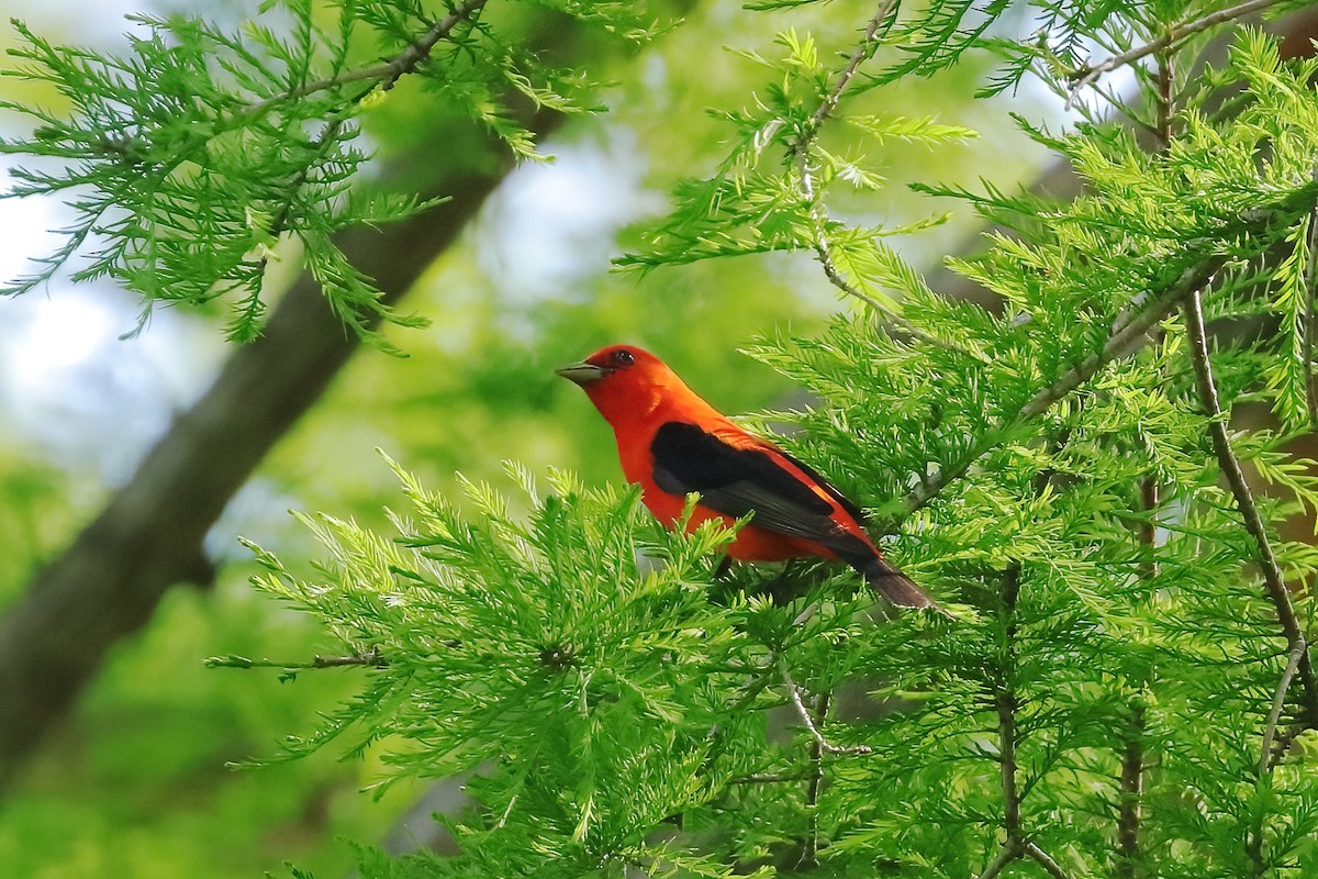Scarlet Tanager - ML619967788