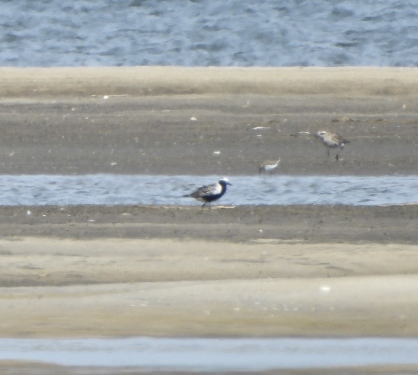 Black-bellied Plover - ML619967789