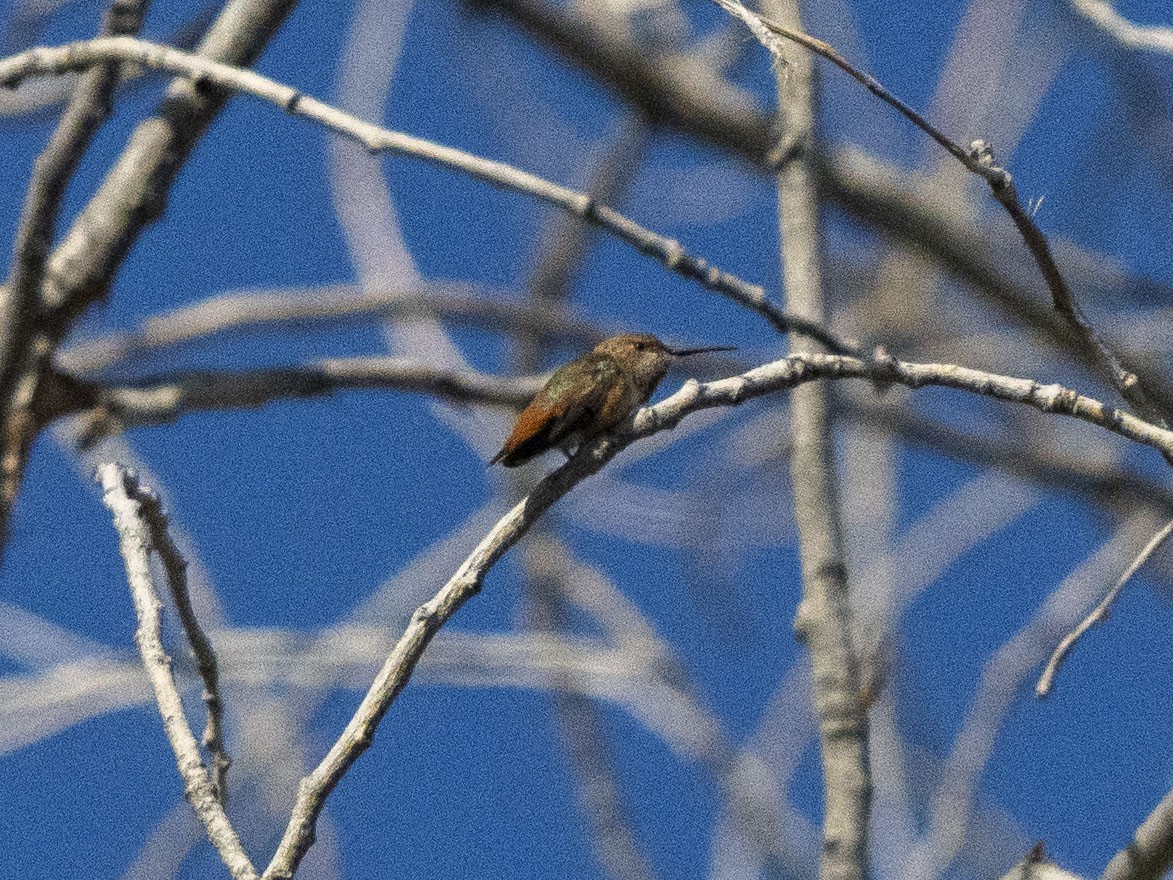 Allen's Hummingbird - ML619967794