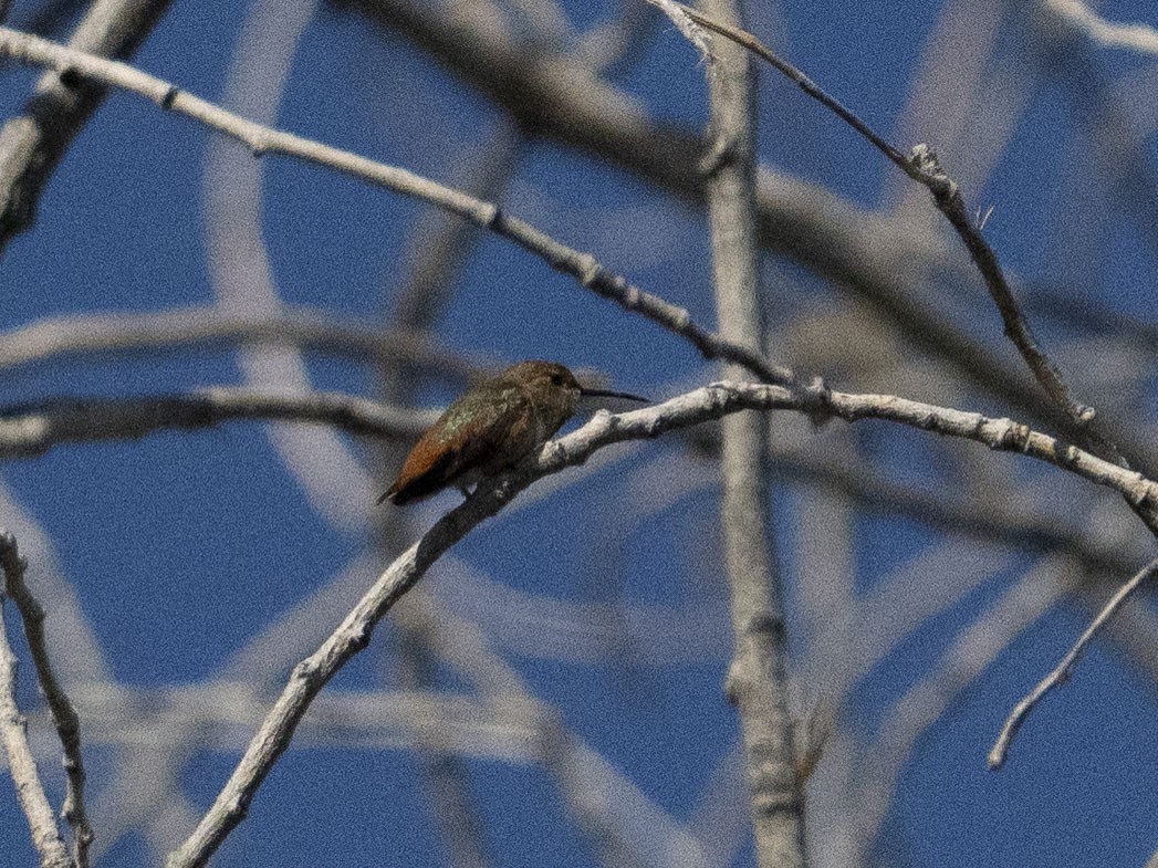 Allen's Hummingbird - ML619967817