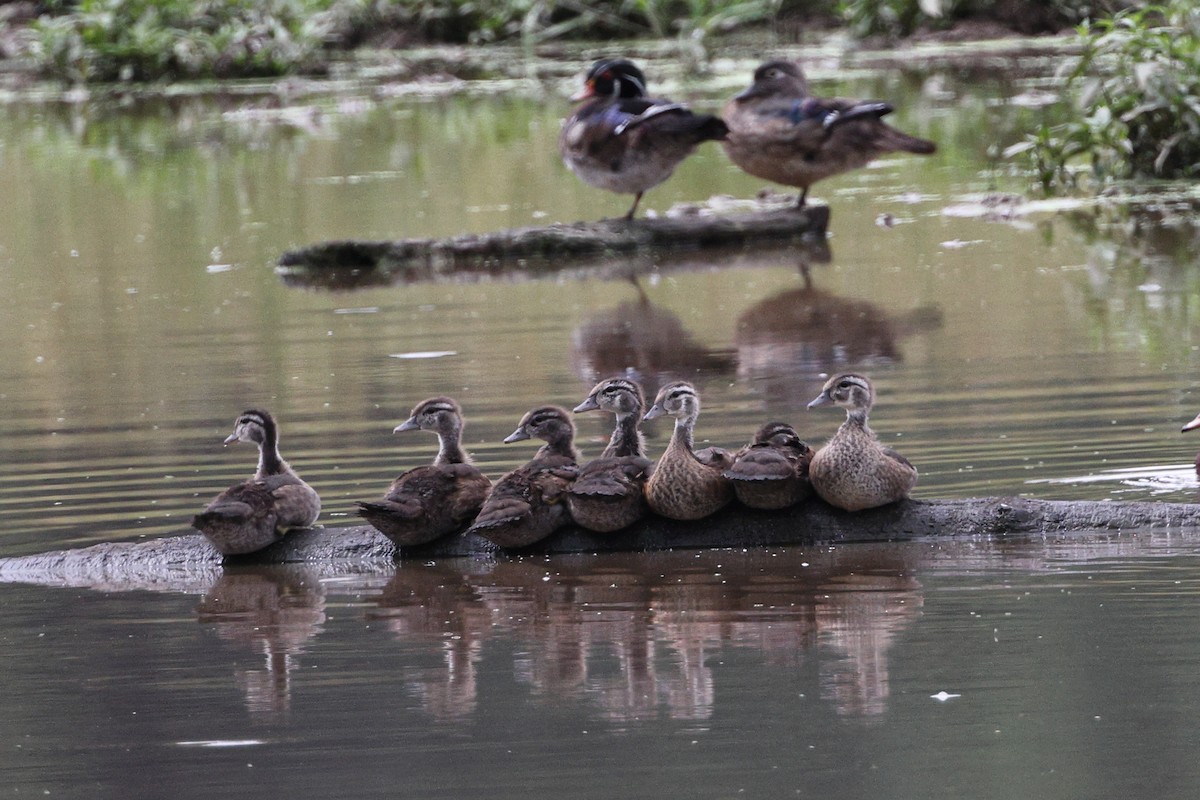 Wood Duck - ML619967822