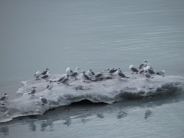 Black-legged Kittiwake - Bob Gley